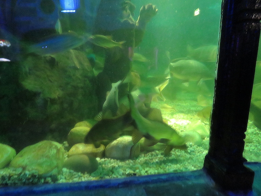 img00070.jpg