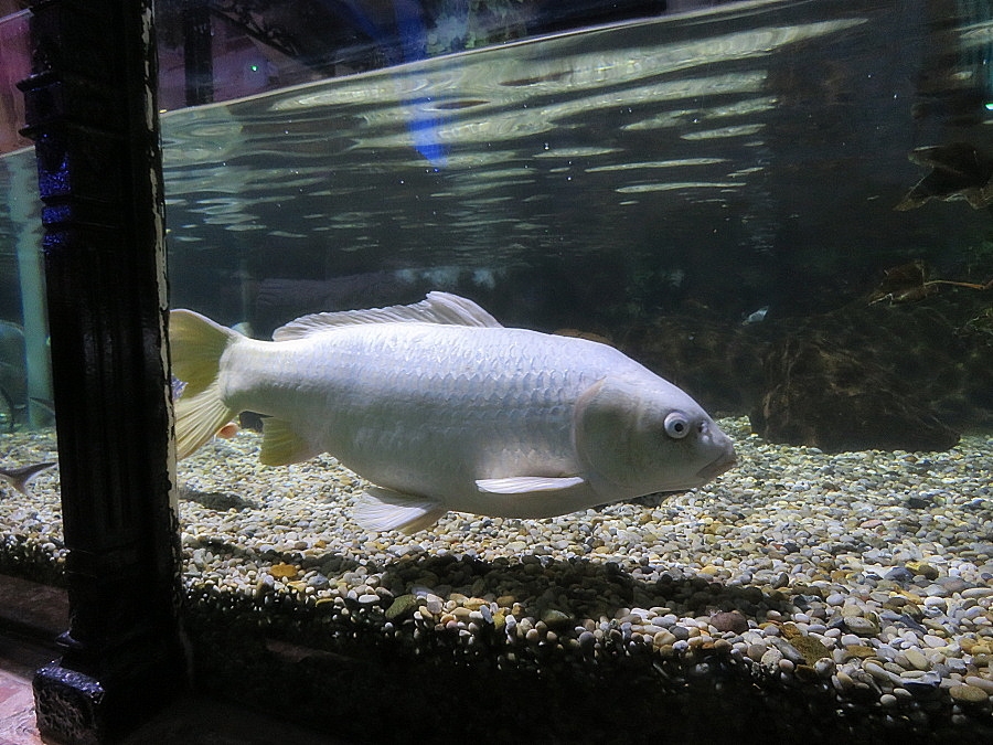 img00073.jpg