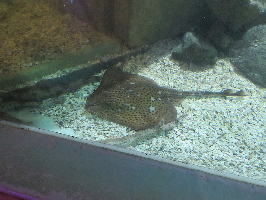 img00075.jpg