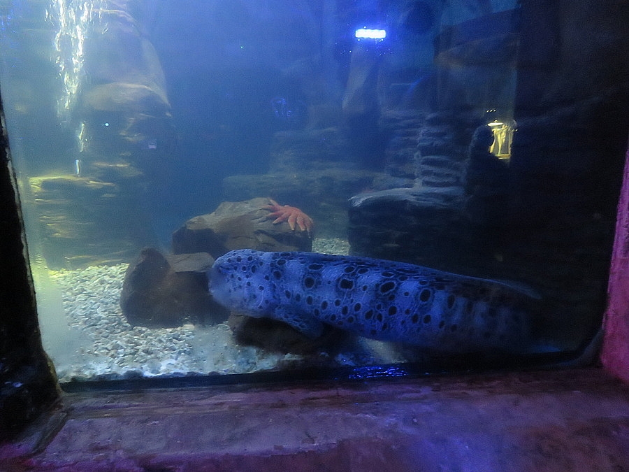 img00078.jpg