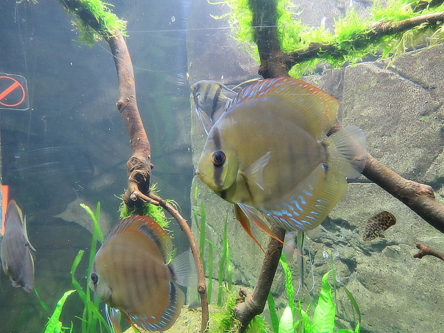 img00081.jpg