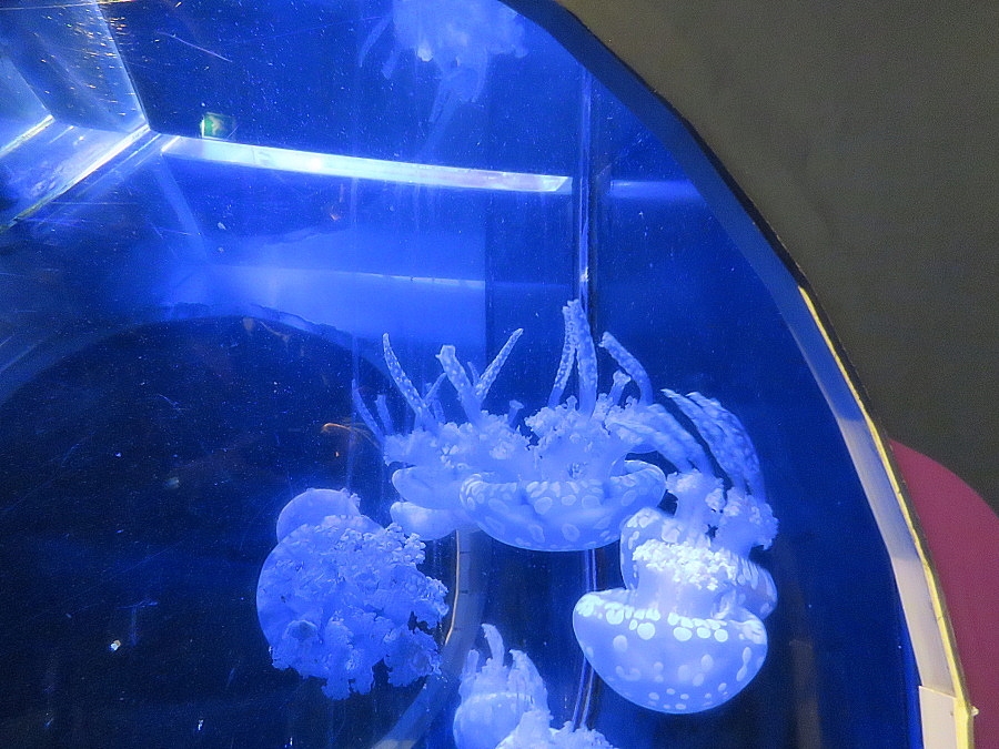 img00094.jpg