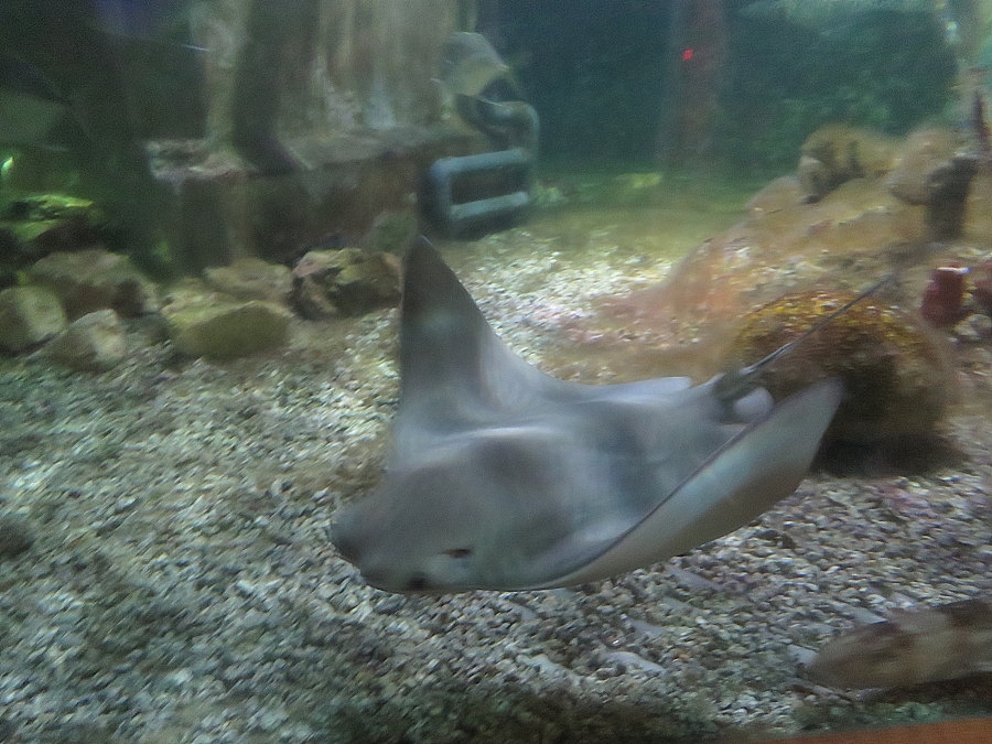 img00097.jpg