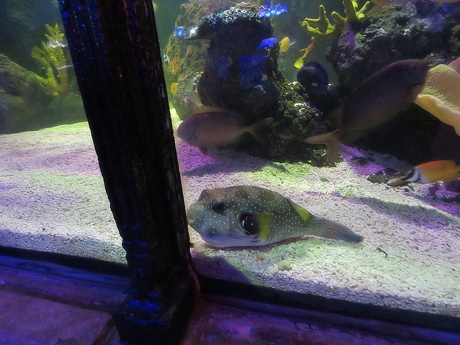 img00100.jpg