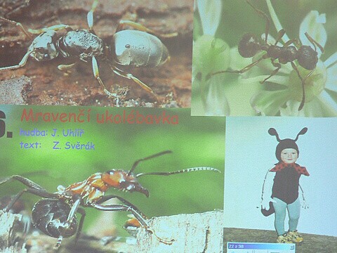 Krounský muzikus 2010